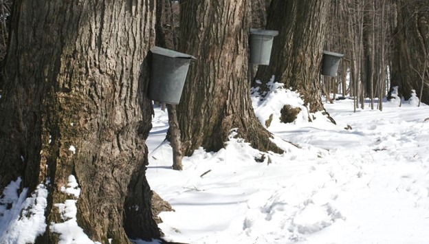 A line of trees with feedboxes mounted.