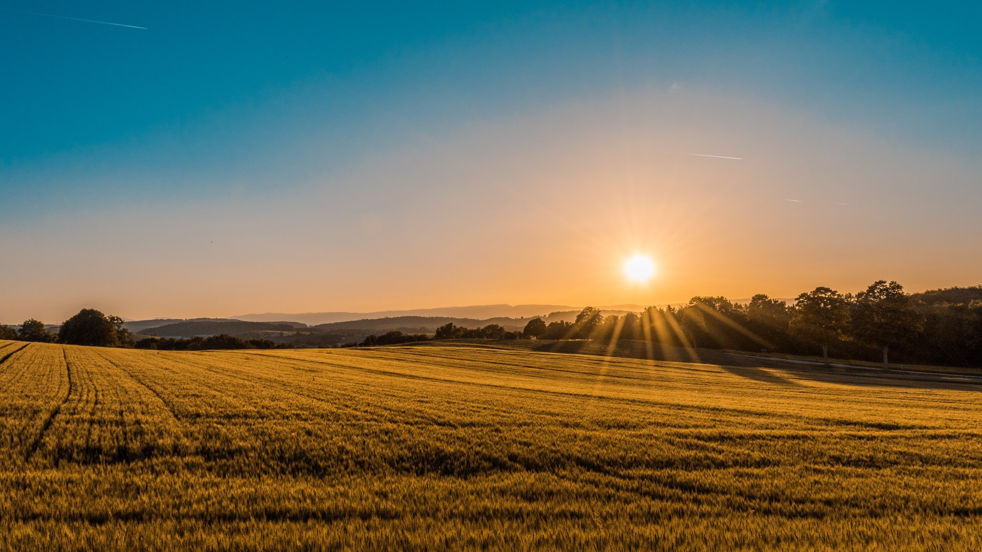A photo of a wheat field at sunrise to represent growth and opportunity
