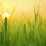 A close up photo of a barley field.