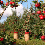 A photo of an apple orchard with large red apples ready to be picked
