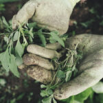 A gloved hand holds freshly picked greens.